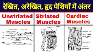 Differences between unstriated striated and Cardiac Muscles  striated smooth amp cardiac muscles [upl. by Ratcliffe]