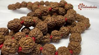 Rudraksha Mala Premium Quality 9987835118 [upl. by Grearson]