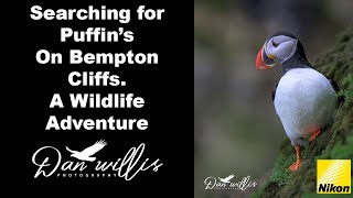 Searching for Puffins on Bempton Cliffs A Wildlife Adventure [upl. by Ellesor34]