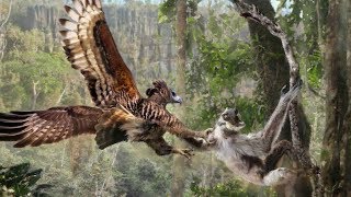 Why are Lemurs Terrified of Predators that dont Exist [upl. by Markos]