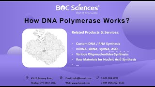 How DNA Polymerase Works  What is DNA Polymerase  DNA Polymerase in DNA Replication [upl. by Branca]