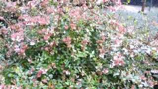 Abelia grandiflora  TUINVRIENDNL [upl. by Nymrak]