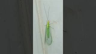 Chrysoperla carnea  Green Green Lacewing  Greeny Transparent Lacewing [upl. by Louanne]