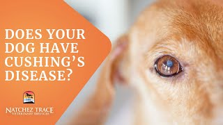 Free Guide Help for Dogs With Cushings Disease  Make Your Dog Feel Better [upl. by Thorny]