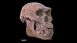 Origins of Genus Homo–Australopiths and Early Homo Variation of Early Homo Speciation of Homo [upl. by Lemrac]