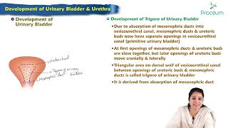 Development of urinary bladder amp urethra  Embryology Lecture [upl. by Terrence]