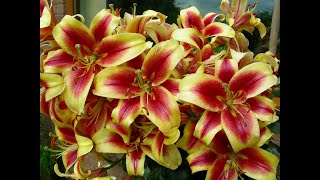 How we grow beautiful perfumed Oriental Lilies in pots and in borders [upl. by Attenyw]