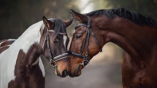 Horseplay Unusual and Interesting Facts About Horses [upl. by Glialentn]