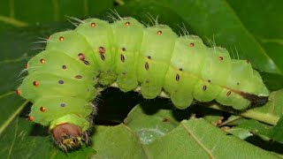 Sericulture Green silkworm Larvae eating leaf in forest [upl. by Yerkovich]