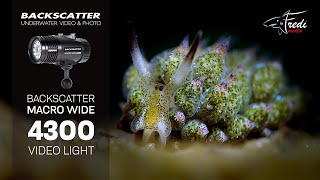 Backscatter Macro Wide 4300 Showcase  Fredi Schaschl [upl. by Atnicaj373]