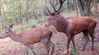 HUGE Red Stag 23 points Looking To Mate [upl. by Feigin]