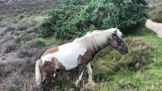 IJslandse paarden op bloeiende heide Posbank [upl. by Maghutte]