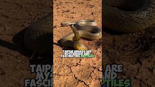 The Taipan Worlds Deadliest Snake  Short Documentary [upl. by Aramit216]