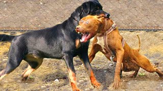 Pitbull VS Rottweiler  Rottweiler VS Pitbull  Real Fight [upl. by Rexanna]