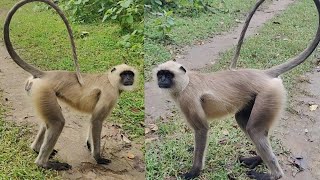 Langur Monkeys Up Close Captivating Footage of These Charming Primatesquot King Hanuman 🌴 [upl. by Chalmer]