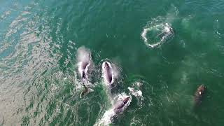 Whales 4K Majestic Whales Along the Coast of Unalaska Island Stunning Aerial Footage 4K Ultra HD [upl. by Alroi]