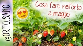 LAVORI NELLORTO A MAGGIO  COME PIANTARE I POMODORI E LE FRAGOLE  PISELLI ZUCCHINE CARCIOFI [upl. by Naldo]