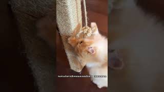 A hemp rope cat scratcher that cat owners should have in 2024 cat แมวpets diy cute cutebaby [upl. by Erait]