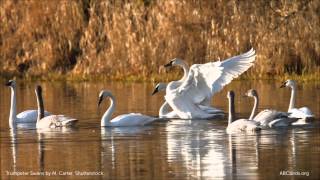 Trumpeter Swan Calls [upl. by Fairlie]