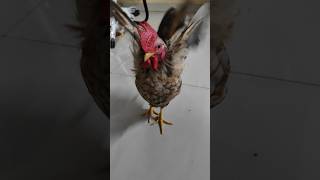 My honey rooster eating with his girlfriend chicken bantam bantamchicken [upl. by Anthea]