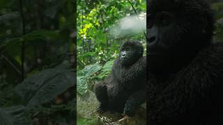 Few words from Joyleen a ranger guide currently serving at Bwindi Impenetrable Park [upl. by Saddler27]