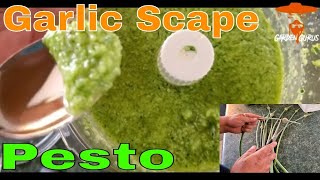 Garlic Scape Pesto Recipe [upl. by Ahtebbat401]