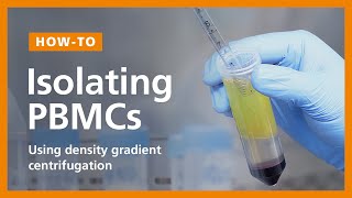 How to Isolate PBMCs from Whole Blood Using Density Gradient Centrifugation Ficoll™ or Lymphoprep™ [upl. by Breeze479]