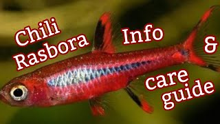 Chili Rasbora Info and Care Guide [upl. by Lucille]