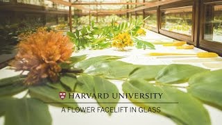 Harvard restores its famed Glass Flowers [upl. by Blinnie]