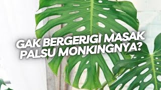 Ciri Khas Monstera King Original Review Jujur [upl. by Alauqahs]