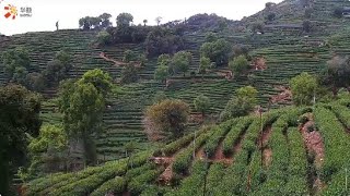 SlowTV Find tranquility at Hangzhous Wengjiashan Tea Garden [upl. by Atiuqam]