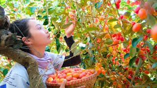 Harvesting Red OLEASTER  Nhót  Goes To Market Sell  Chop Gourds to feed the chickens and ducks [upl. by Ayle]