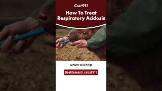 How to treat respiratory acidosis in newborn calves calving beefcattle calf911 [upl. by Sosthena]