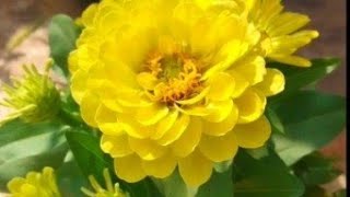 Zinia flower flower shortvideo Alexgardentelugu [upl. by Bruner]