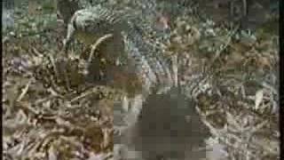 Big Gecko  Freshwater crocodile movement [upl. by Alemap]