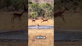 Antelopes Narrow Escape from a Hunting Dog [upl. by Onitnelav38]