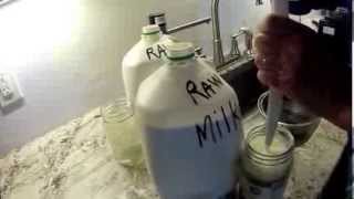 How to separate cream from raw milk [upl. by Nadbus364]