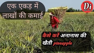 Pineapple ki kheti kise kre full details in Hindi [upl. by Markland]