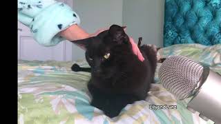 ASMR  CAT PURRING [upl. by Latona]