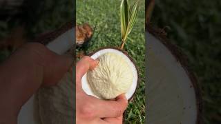 SPROUTED COCONUT asmr satisfying [upl. by Bettencourt]