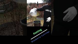 Potting blueberry cuttings garden gardening [upl. by Hamal]