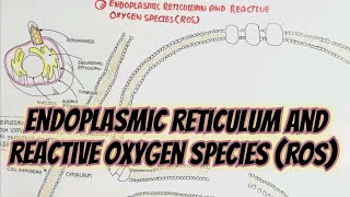 Endoplasmic Reticulum And Reactive Oxygen SpeciesROS umerfarooqbiology7083 [upl. by Encratis883]