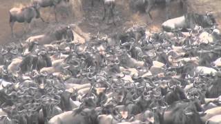 Great Wildebeests Migration [upl. by Zandt]