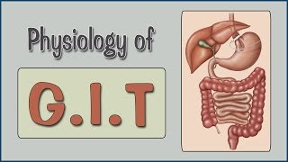 Easy Physiology  GIT  2Salivary Secretion amp Swallowing Mechanism [upl. by Weisbart909]