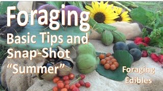 Southern Foraging SnapShot Summer Basic Tips and Technique [upl. by Kathryn]