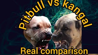 Pitbull VS Kangal Dog Who is the Most powerfull Dog Breed  PITBULL VS KANGAL  Which is stronger [upl. by Etnauq]