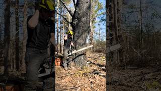 BIG CHAINSAW vs GIANT TREE [upl. by Dole]