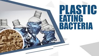 Wastewater bacteria possess the ability to decompose plastic as a source of food [upl. by Zeph]