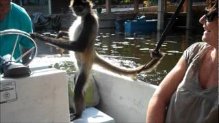 Spider Monkeywmv [upl. by Aseel]