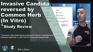 Invasive Candida reversed by Common Herb In Vitro ⭐ [upl. by Alma]